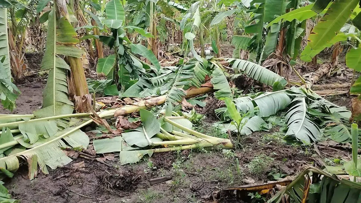 platanos hojas